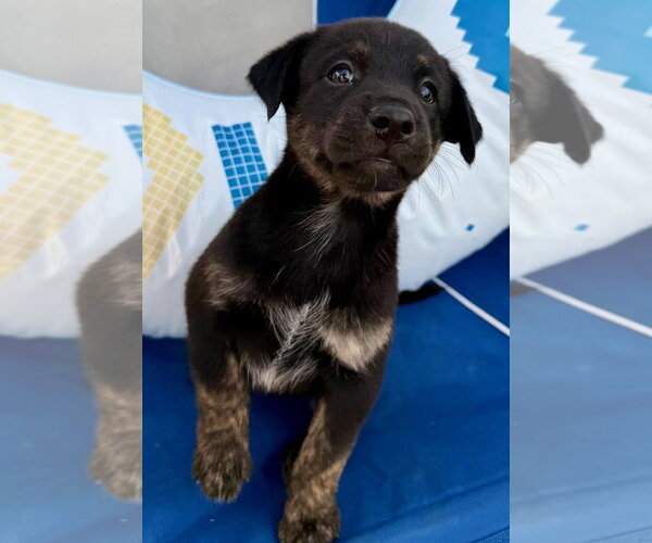 Medium Photo #2 Labrador Retriever-Unknown Mix Puppy For Sale in Jefferson, NJ, USA