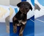 Small #1 Labrador Retriever Mix