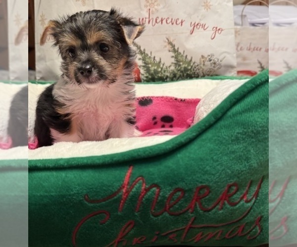 Medium Photo #2 Yorkshire Terrier Puppy For Sale in NORTH HIGHLANDS, CA, USA