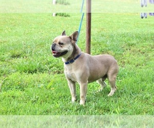Father of the French Bulldog puppies born on 04/09/2026