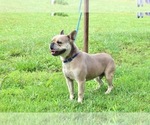 Small Photo #1 French Bulldog Puppy For Sale in LIBERTY, KY, USA
