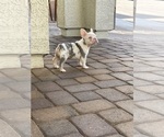 Small #2 French Bulldog