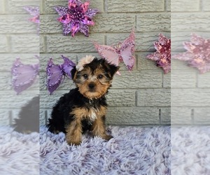 Yorkshire Terrier Puppy for sale in INDIANAPOLIS, IN, USA