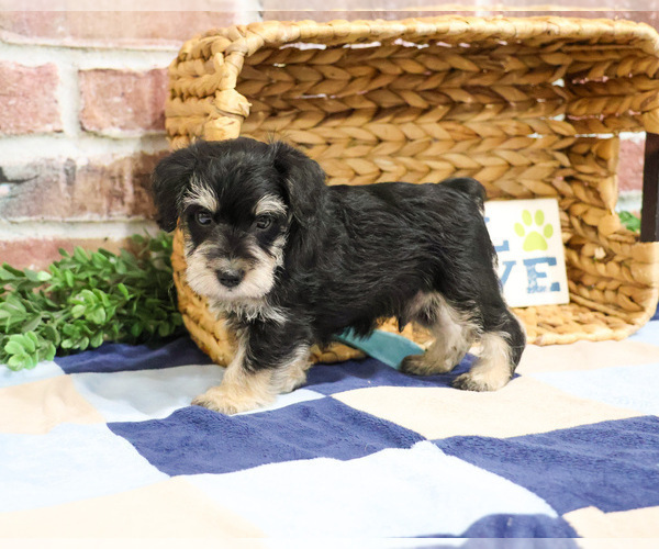 Medium Photo #12 Schnauzer (Miniature) Puppy For Sale in SYRACUSE, IN, USA