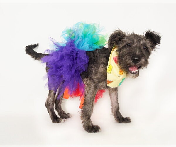 Medium Photo #10 Mutt Puppy For Sale in Phoenix, AZ, USA