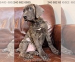 Small #1 Cane Corso