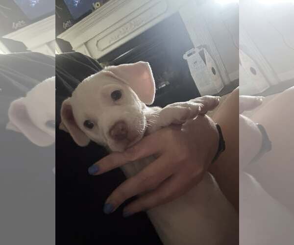 Medium Photo #2 Bullypit Puppy For Sale in Holly Springs, NC, USA