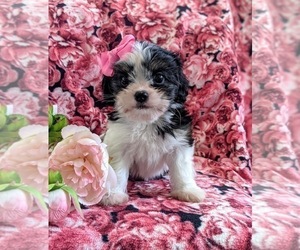 Cava-Tzu Puppy for sale in KIRKWOOD, PA, USA