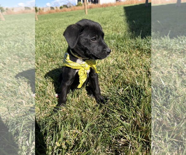 Medium Photo #3 Labrador Retriever-Unknown Mix Puppy For Sale in MIDWAY, UT, USA