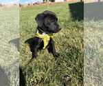 Small #2 Labrador Retriever Mix