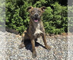 Small #1 American Staffordshire Terrier Mix