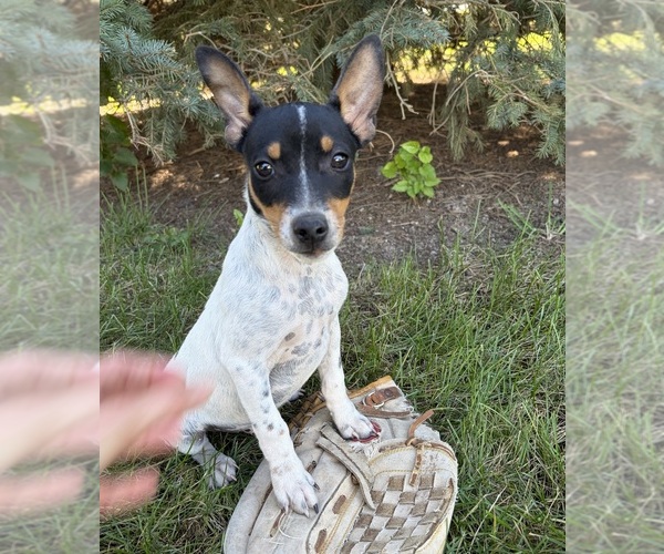 Medium Photo #5 Rat Terrier Puppy For Sale in MIDDLEBURY, IN, USA