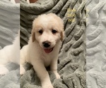 Puppy 7 Goldendoodle-Great Pyrenees Mix
