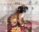 Small Photo #6 Boxer Puppy For Sale in VERMONTVILLE, MI, USA