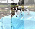 Small #3 Shih Tzu
