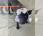 Small Photo #3 Labrador Retriever-Unknown Mix Puppy For Sale in Mount Laurel, NJ, USA