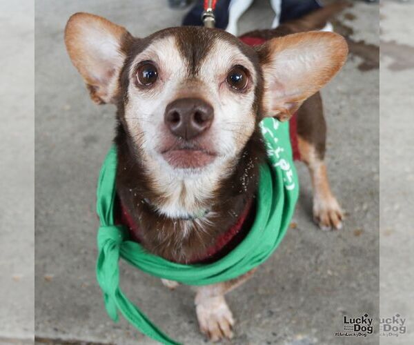 Medium Photo #3 Chiweenie Puppy For Sale in Washington, DC, USA