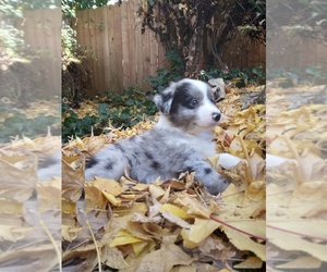 Miniature Australian Shepherd Puppy for sale in PENN VALLEY, CA, USA