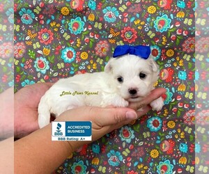 Maltese Puppy for sale in WINNSBORO, LA, USA