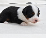 Small #1 Miniature Australian Shepherd