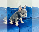 Small #8 French Bulldog