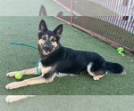 Small Photo #3 German Shepherd Dog Puppy For Sale in Upland, CA, USA