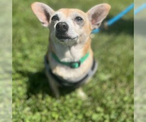 Chihuahua-Unknown Mix Dogs for adoption in Potomac, MD, USA