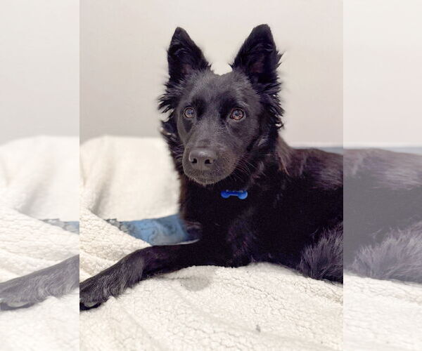 Medium Photo #1 Siberian Husky Puppy For Sale in Corona, CA, USA