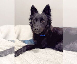 Siberian Husky Dogs for adoption in Corona, CA, USA