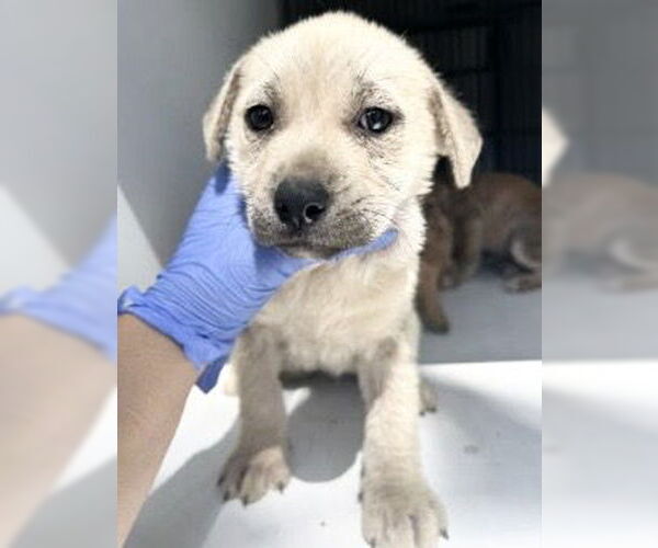 Medium Photo #1 Labrador Retriever Puppy For Sale in Houston, TX, USA