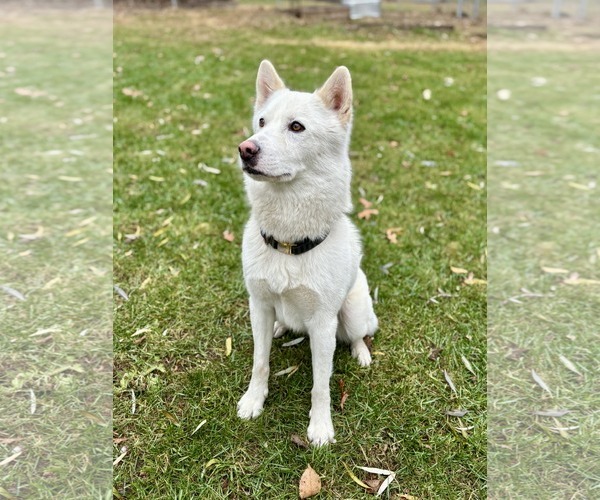 Medium Photo #4 Samoyed-Siberian Husky Mix Puppy For Sale in Princeton, MN, USA