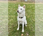 Small #3 Samoyed-Siberian Husky Mix