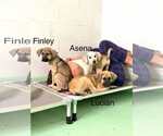 Small #2 Anatolian Shepherd-Rhodesian Ridgeback Mix