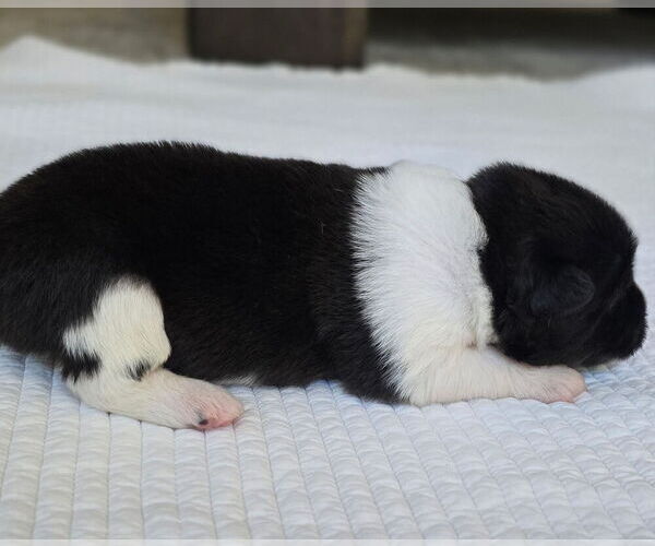 Medium Photo #1 Akita Puppy For Sale in STRAFFORD, MO, USA