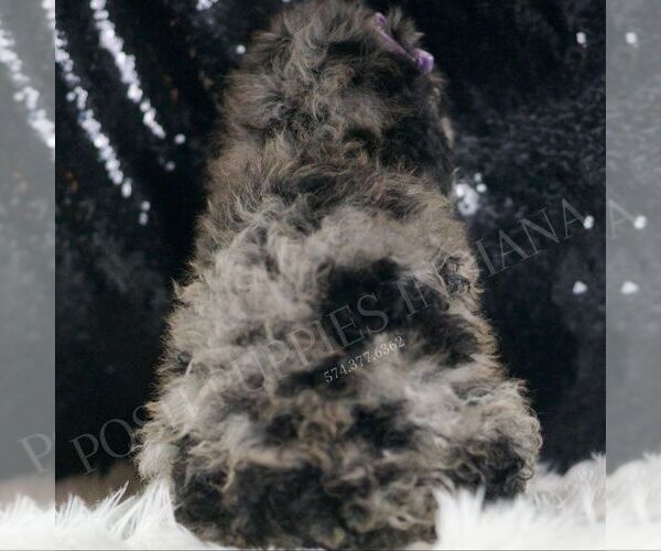 Medium Photo #6 Poodle (Toy) Puppy For Sale in WARSAW, IN, USA