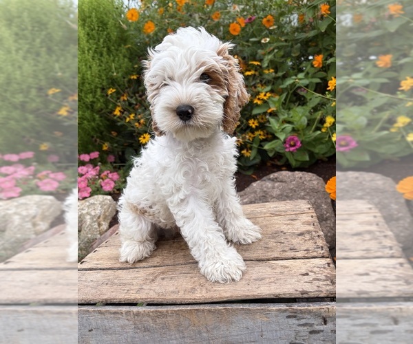Medium Photo #2 Cockapoo (Miniature) Puppy For Sale in MIDDLEBURY, IN, USA