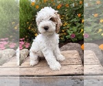Small #1 Cockapoo (Miniature)