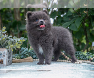 Pomeranian Litter for sale in SALEM, IN, USA