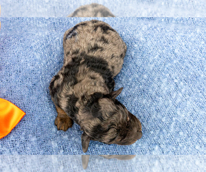 Bernedoodle (Miniature) Puppy for sale in ROY, UT, USA