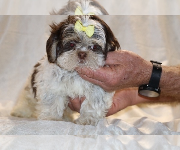 Medium Photo #5 Shih Tzu Puppy For Sale in DYERSBURG, TN, USA