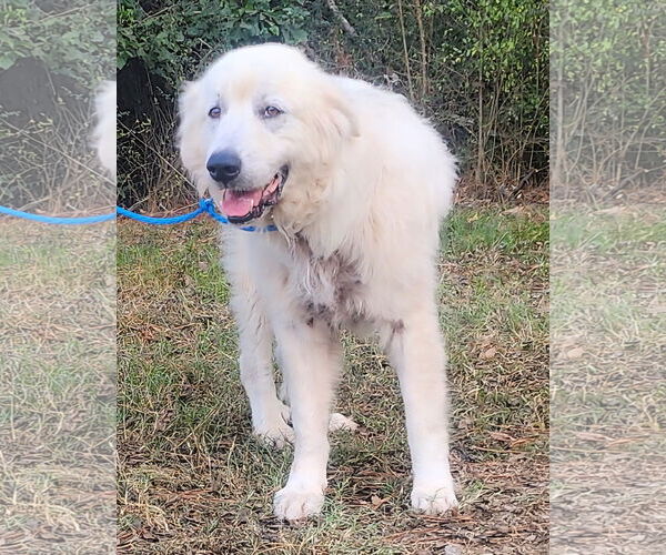 Medium Photo #3 Great Pyrenees-Unknown Mix Puppy For Sale in Wetumpka, AL, USA