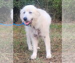 Small #2 Great Pyrenees Mix