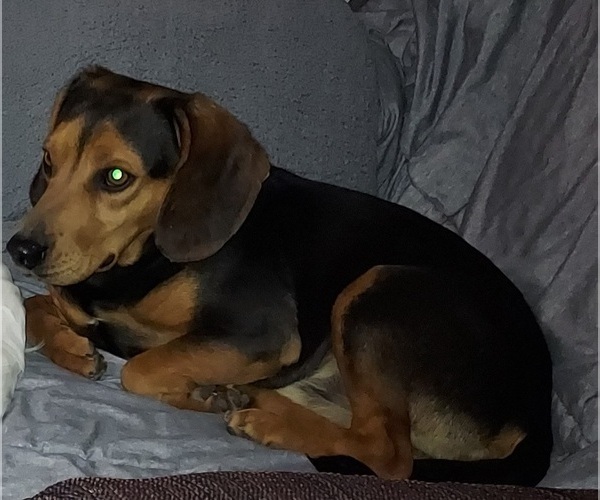 Medium Photo #1 Beagle Puppy For Sale in BUFFALO, MO, USA