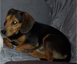 Father of the Beagle puppies born on 11/22/2025