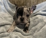 Small #10 French Bulldog