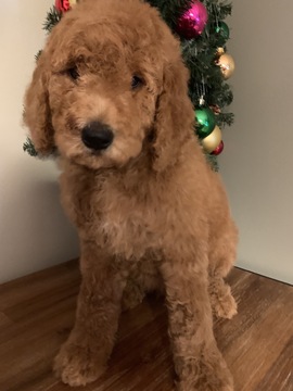 Medium Photo #5 Goldendoodle-Poodle (Standard) Mix Puppy For Sale in RICHMOND, IL, USA