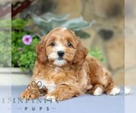 Small #3 Cavapoo