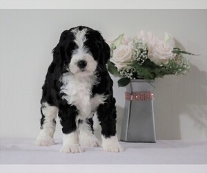 Bernedoodle Puppy for sale in FREDERICKSBG, OH, USA