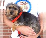 Small #3 Mutt