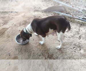 Mother of the Brittany puppies born on 12/28/2025